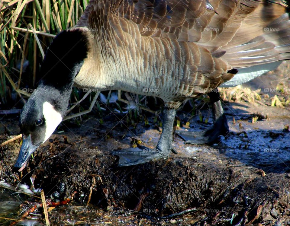 Canadian Goose Drinking at the Lake