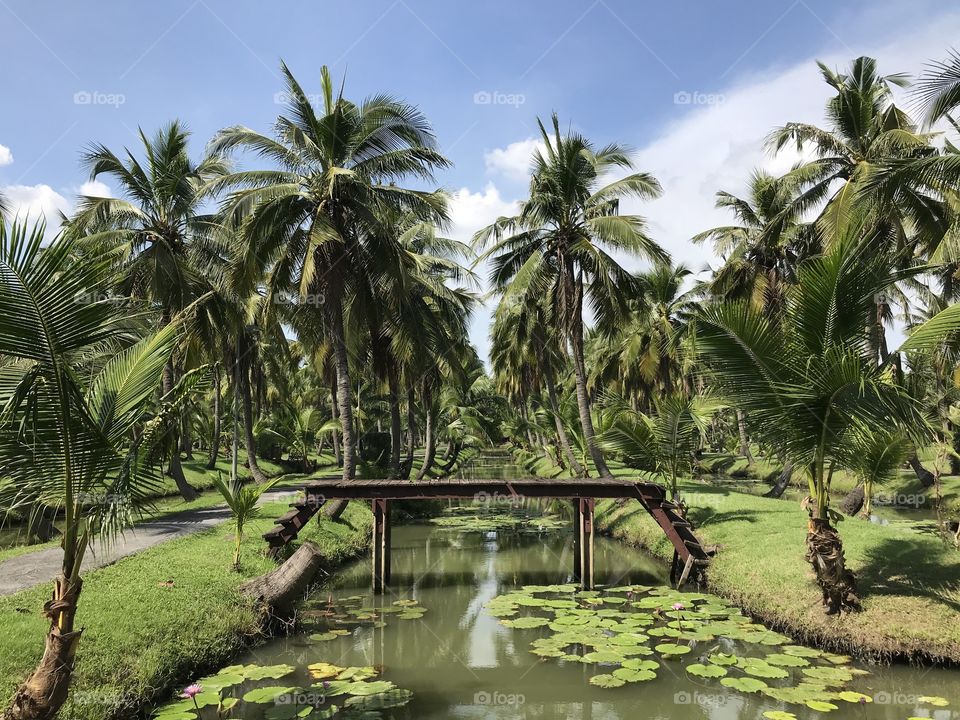 Coconut garden