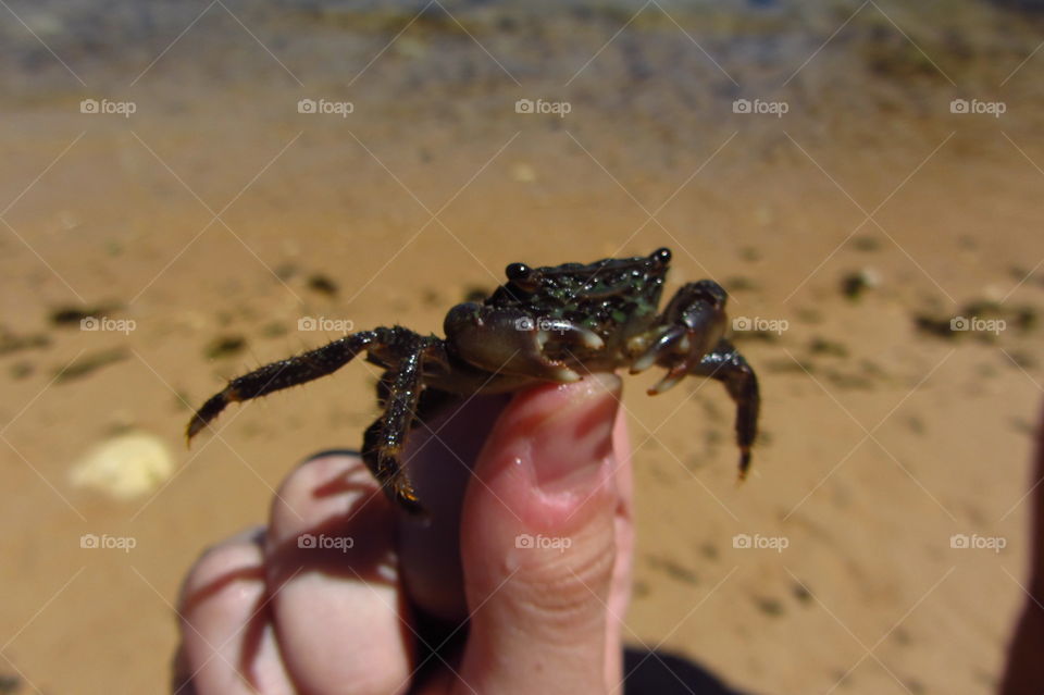 crab