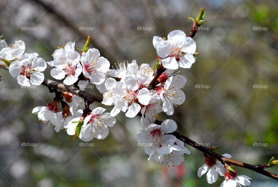 White blooming tree branch in the spring park 