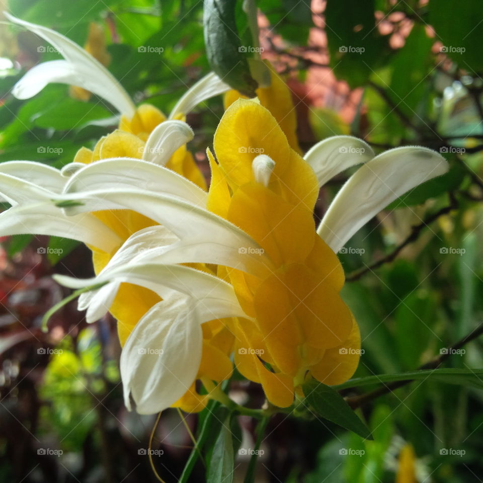 exotic yellow flowers that look like they're flying