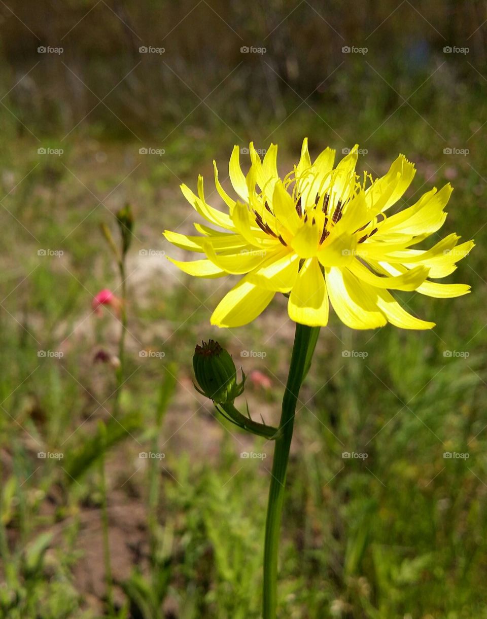 Long Stem Texas Dandelion