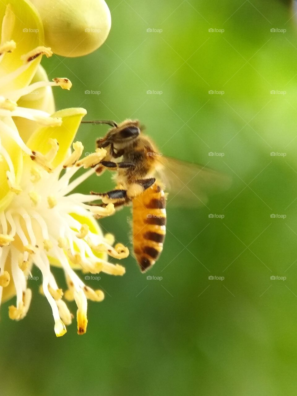 bee-seeking flower