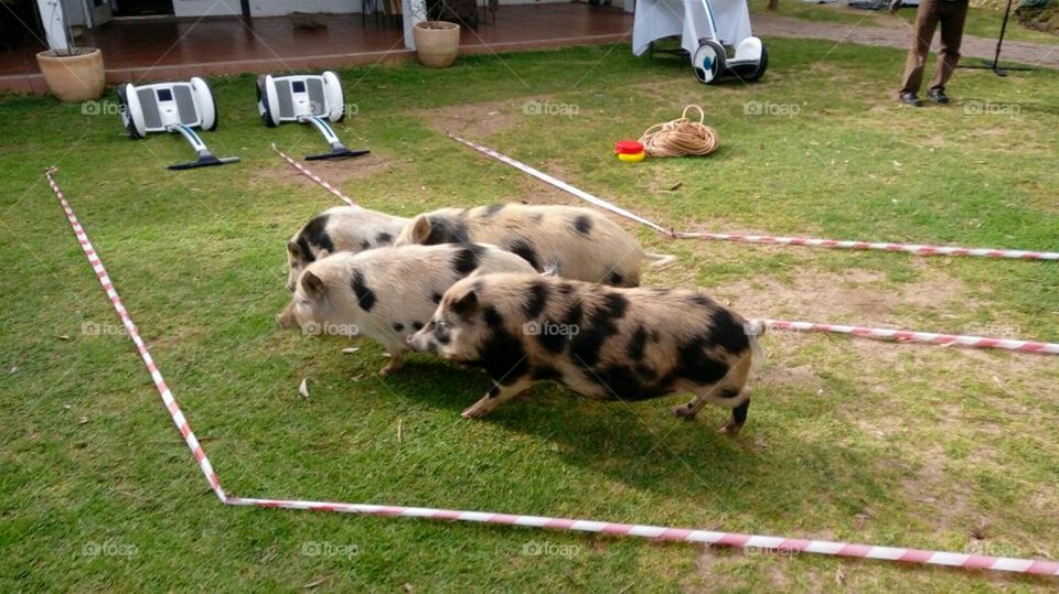 Piggy race