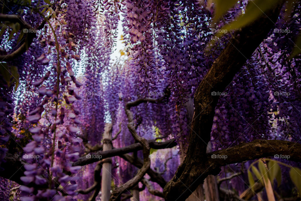 purple wisteria close-up