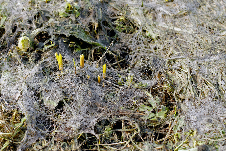 flowers in spring