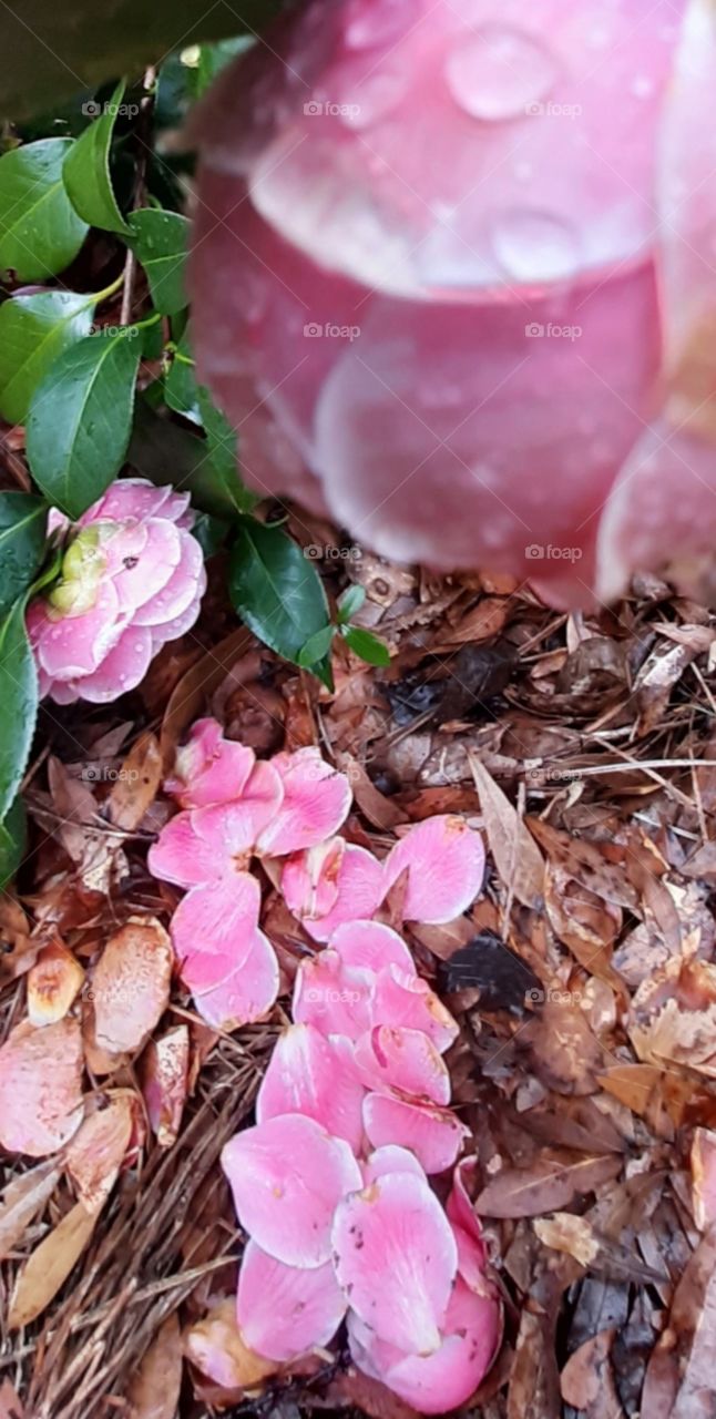 Camellia petals on leaf bed