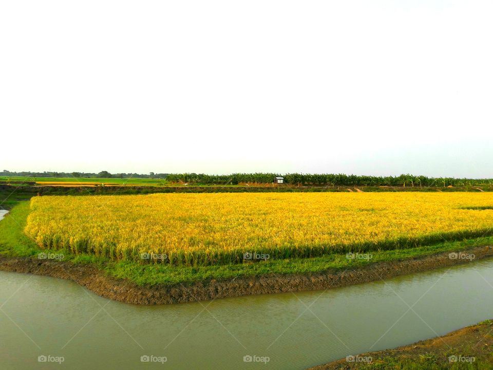 Paddy Fields Water land