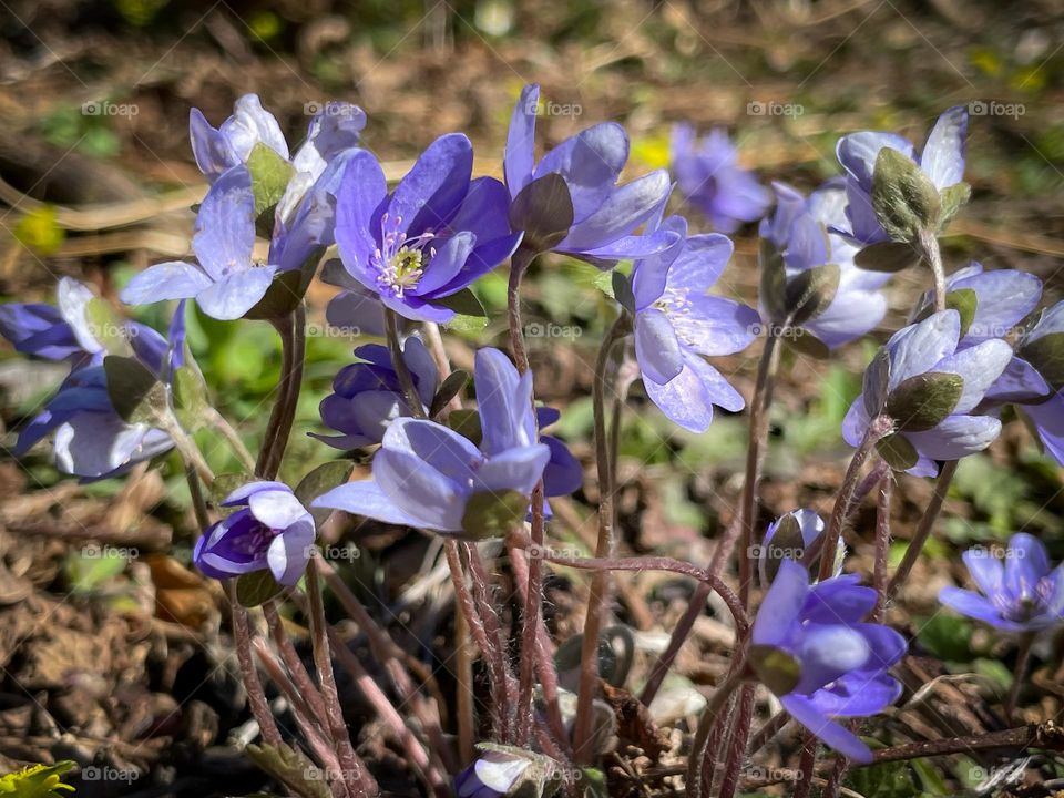 Spring Messenger