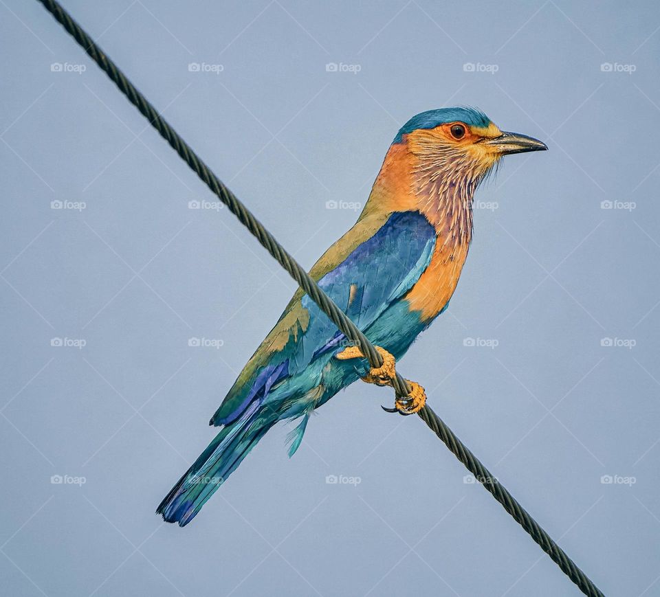 Bird photography   - Indian roller bird  - in wild 