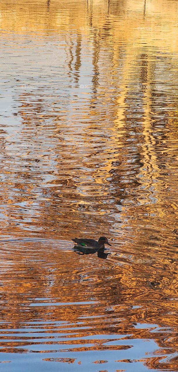 beautiful autumn The reflection of the autumn color of the trees on the surface of the water
