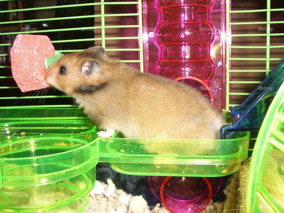 Bubbles the Teddy Bear Hamster