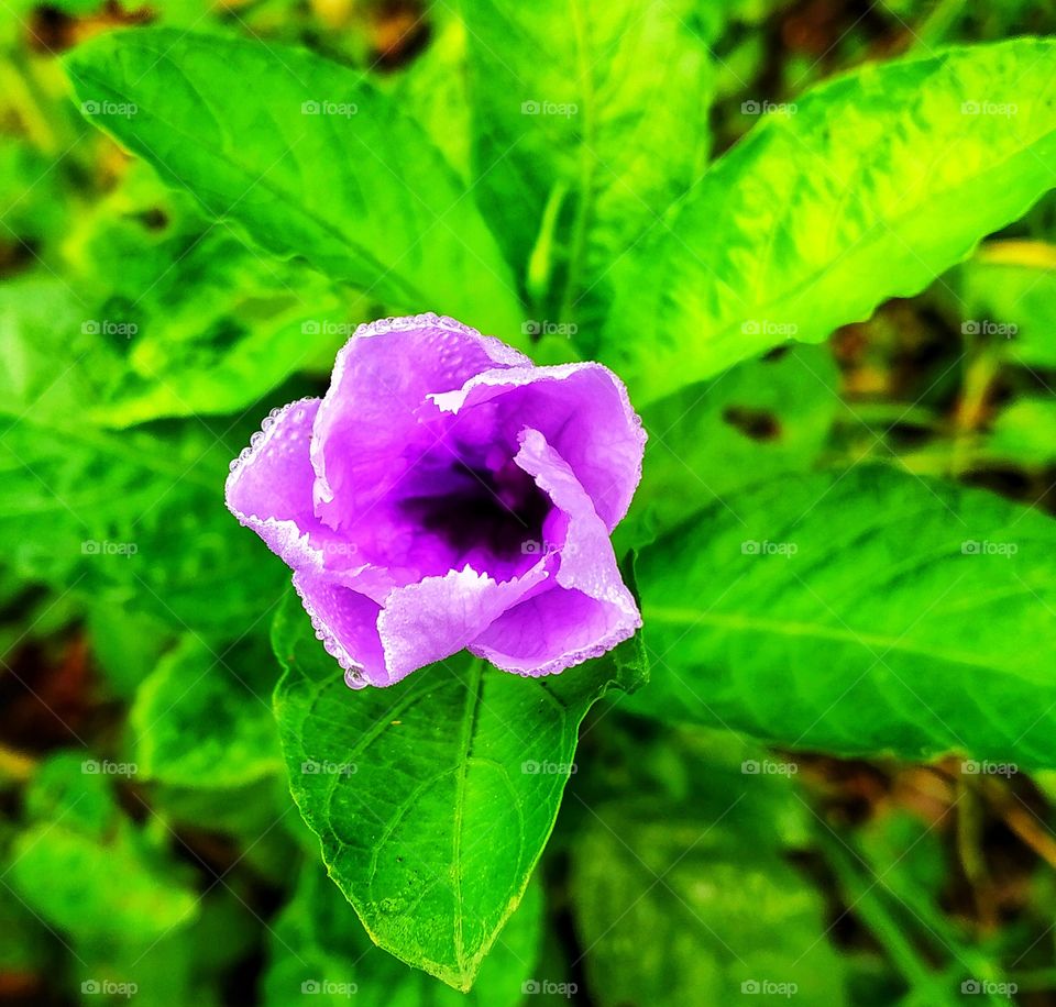 nature flower