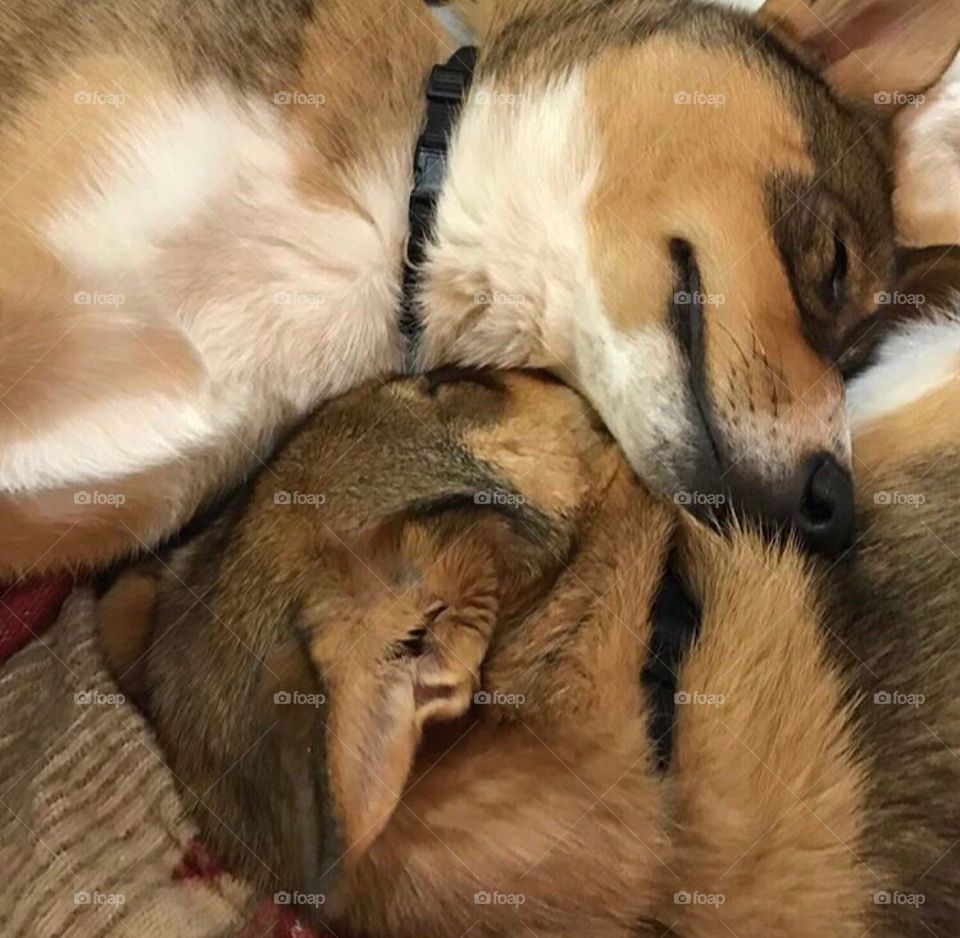 Two Brown Sibling Dogs Sleeping Together And Cuddling 