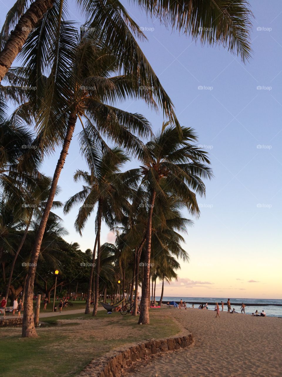 Coconut trees in Waikiki, Honolulu 