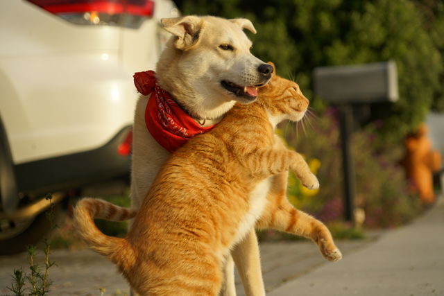 Dog And Cat Are Friends