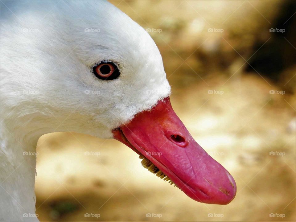white Swan head with protruding teeth