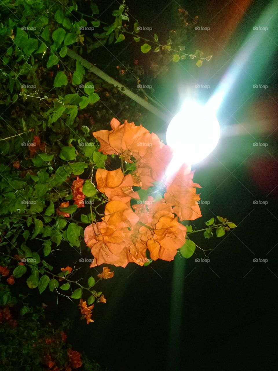 flower in the light
