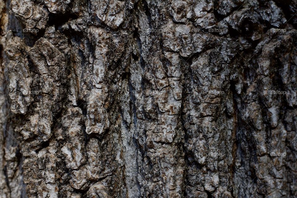 Bark