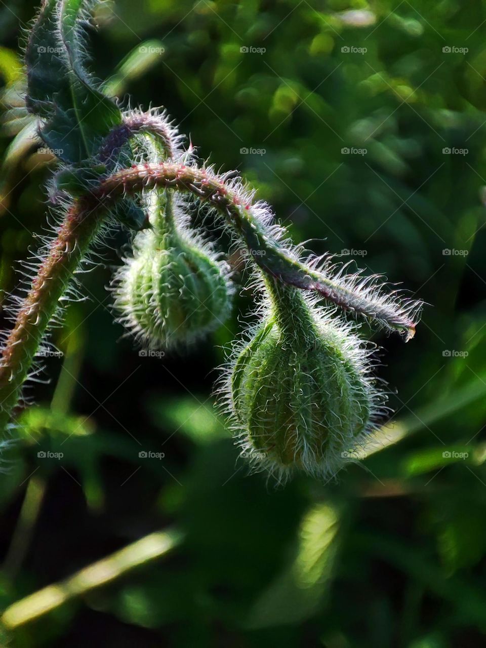 Macro photo of green grass growing in the garden