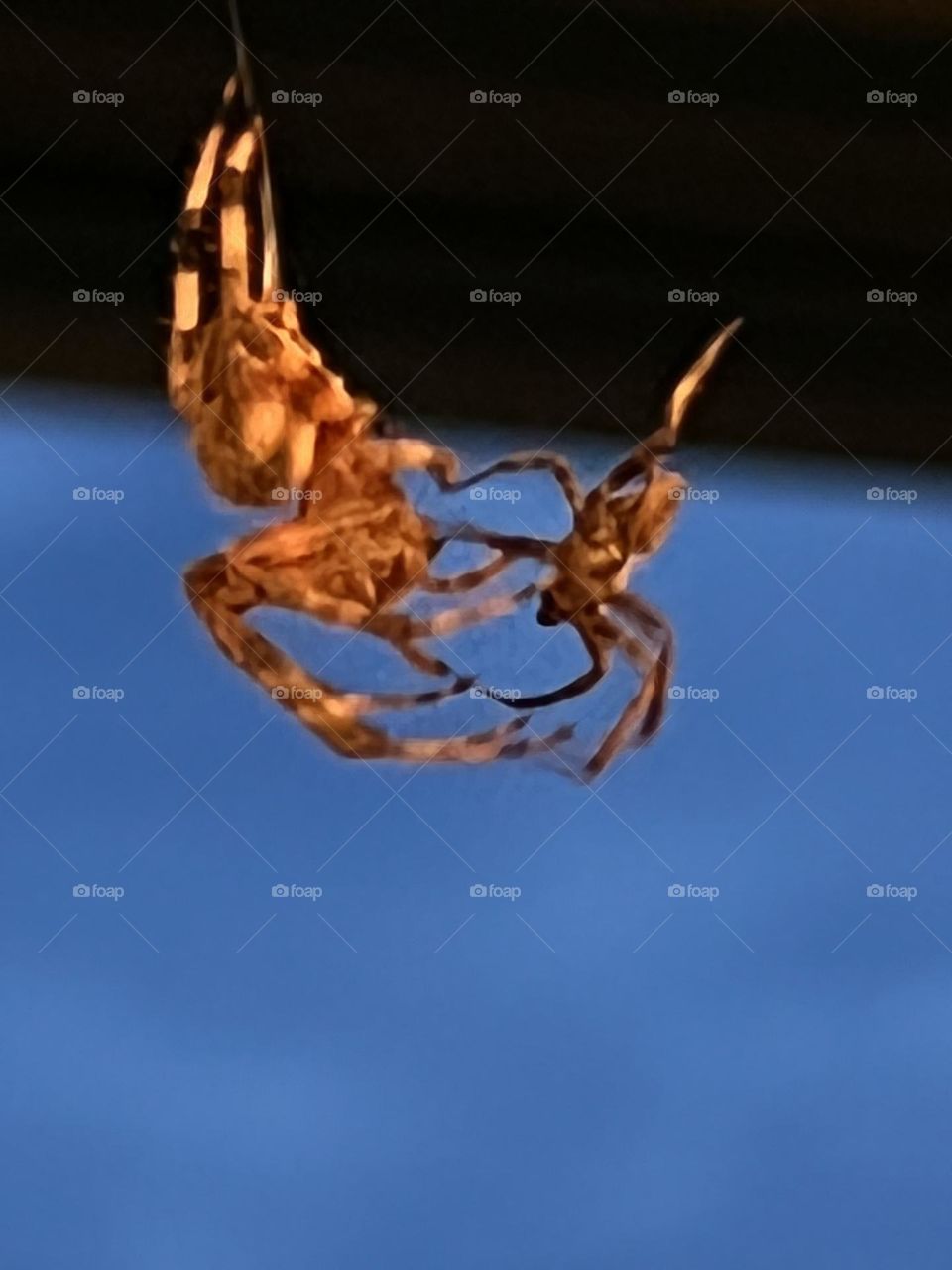 Affectionate spiders