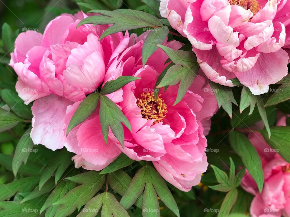 Peony flowers