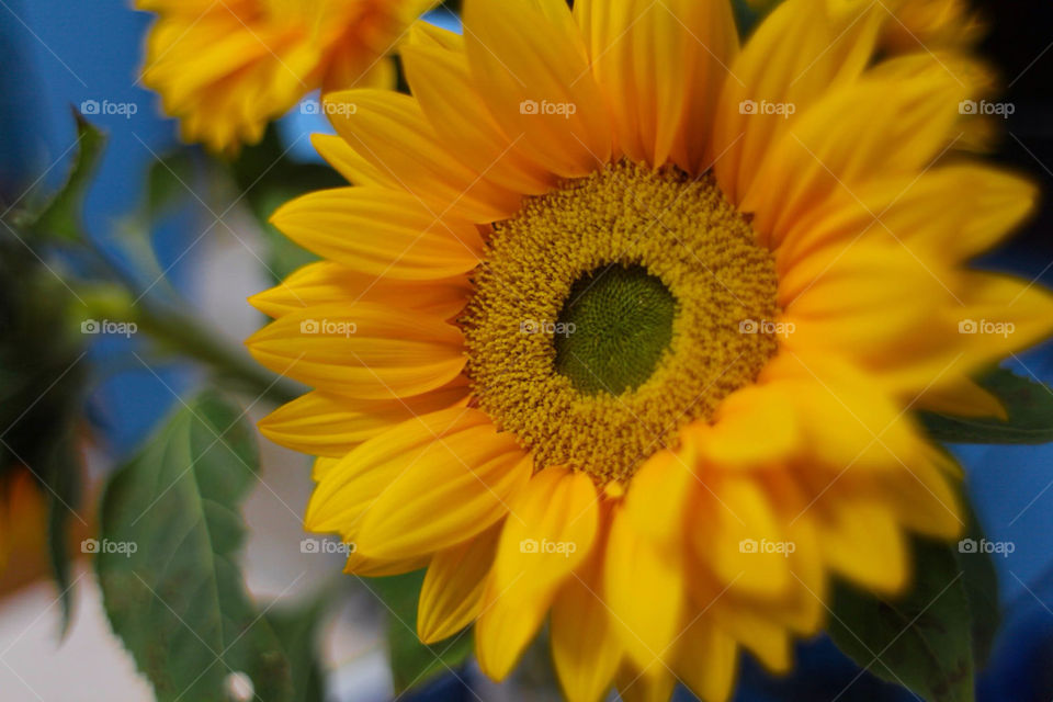 Sunflower is good to decorate you home
