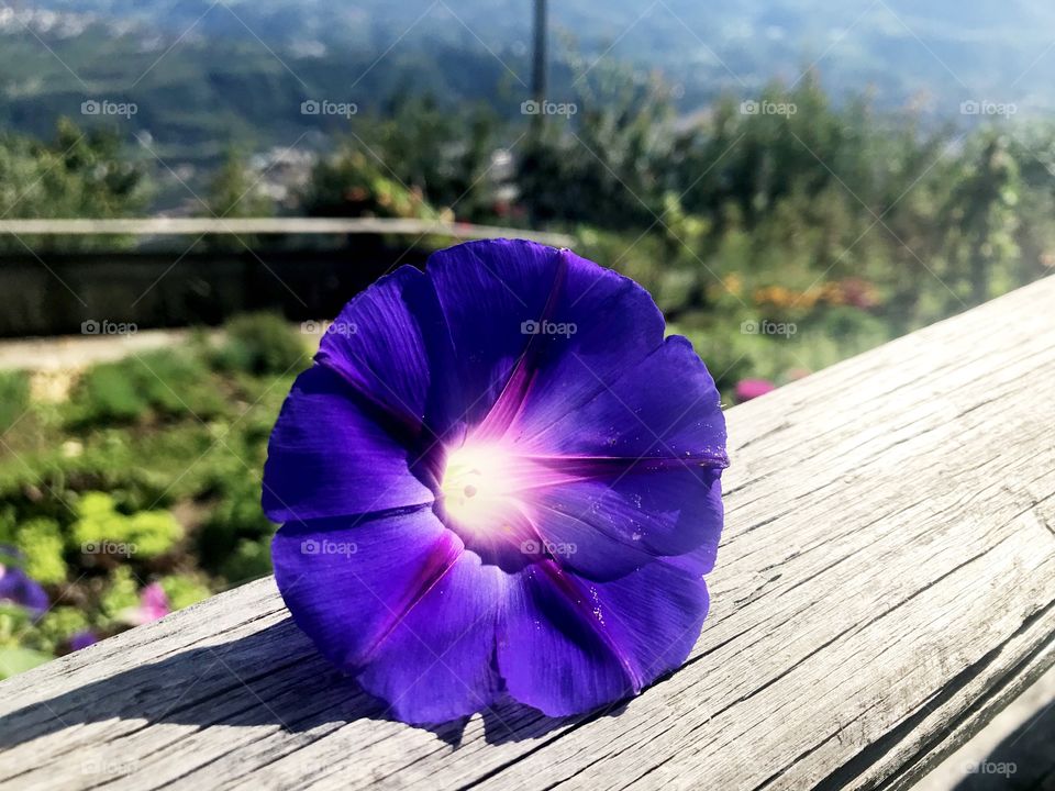 Die lila Blume 