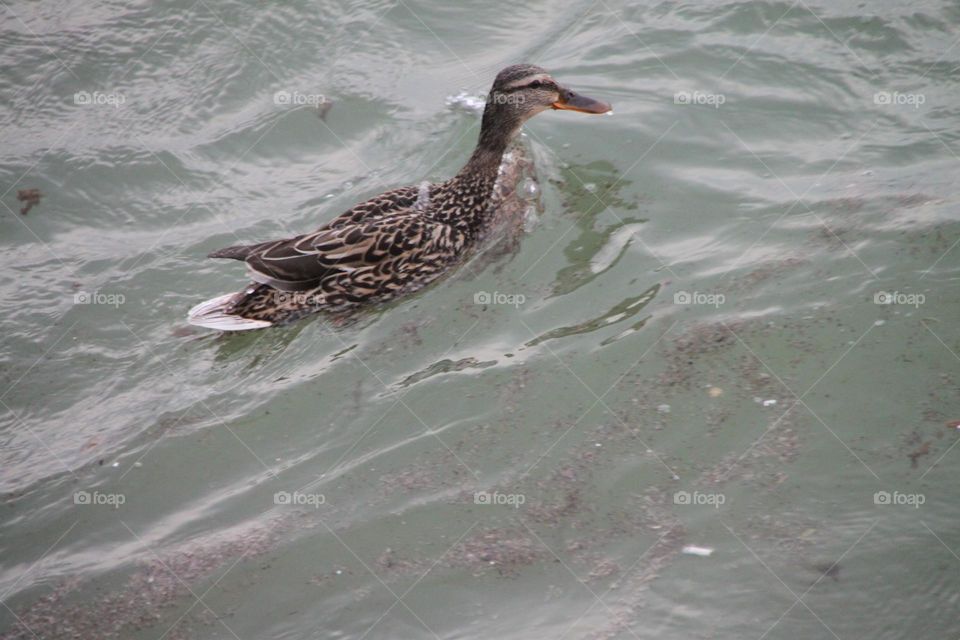 Duck in a Window day