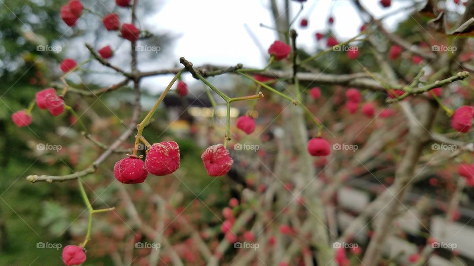 Winter berries