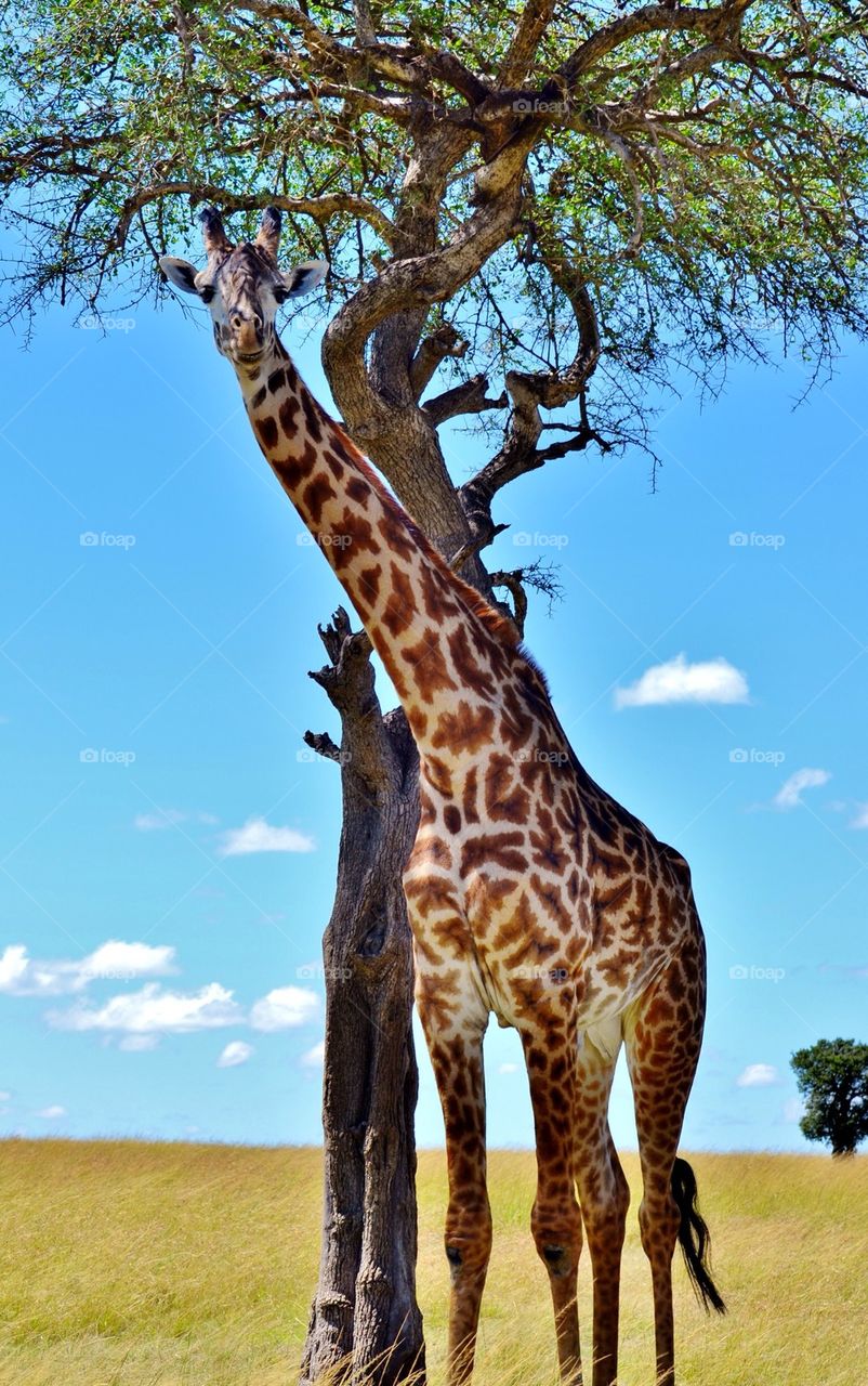 Masai Giraffe 
