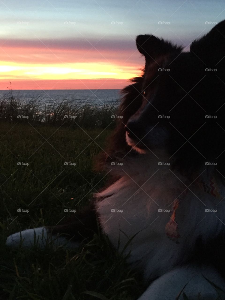 Sunset pup