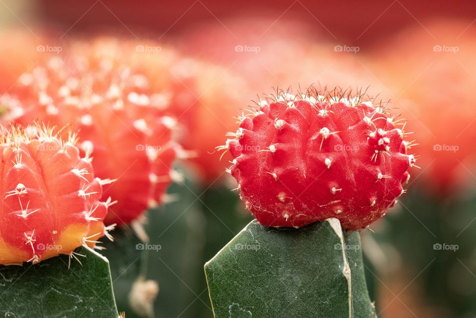 Charming of colorful cactus