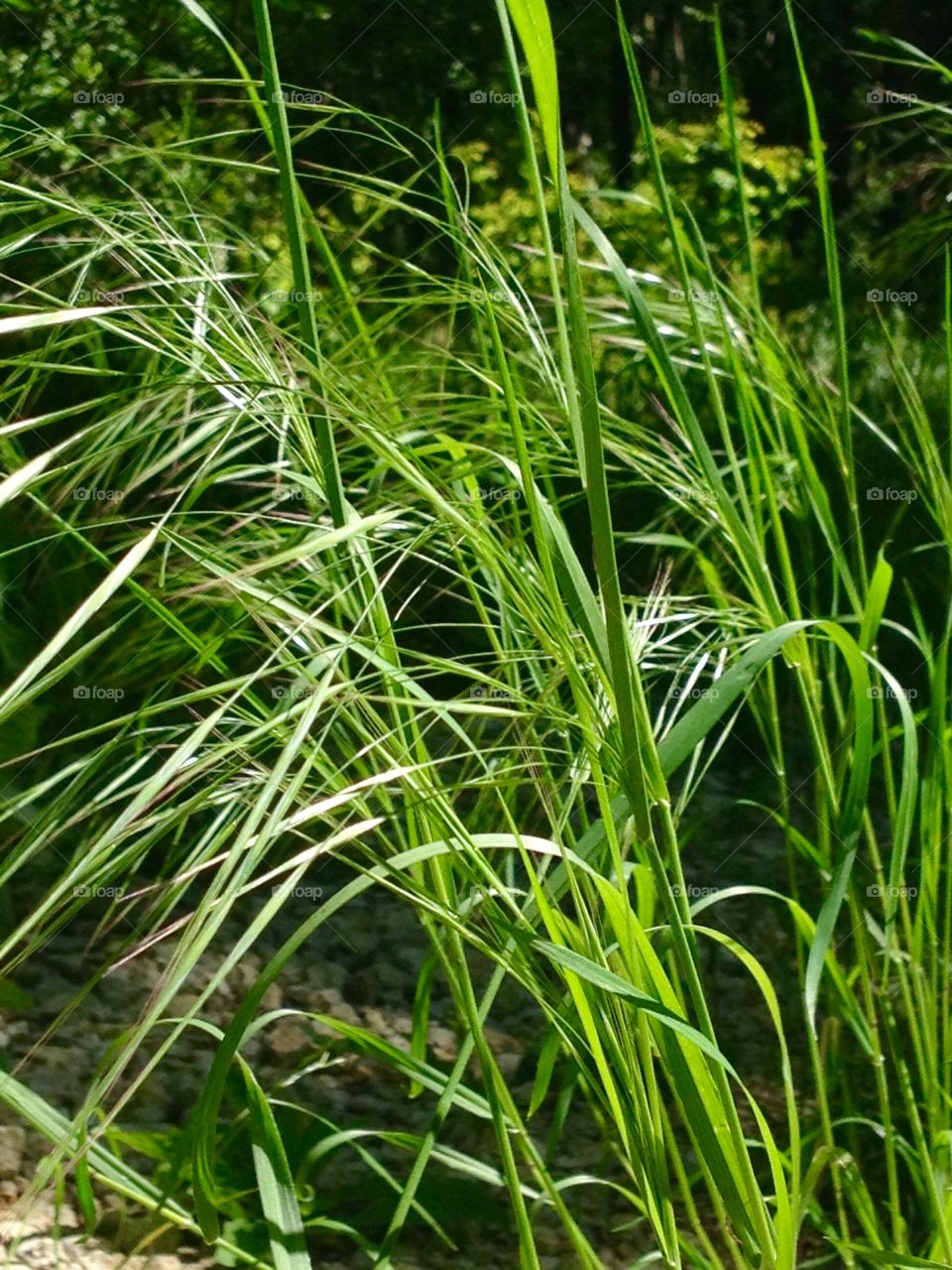 Grass