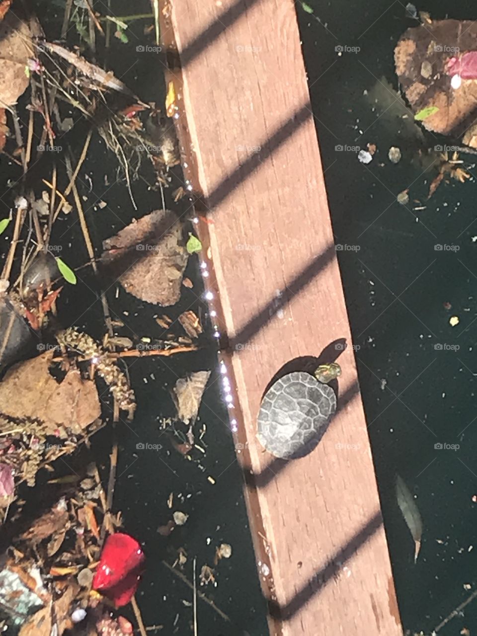 Turtle basking on wood 