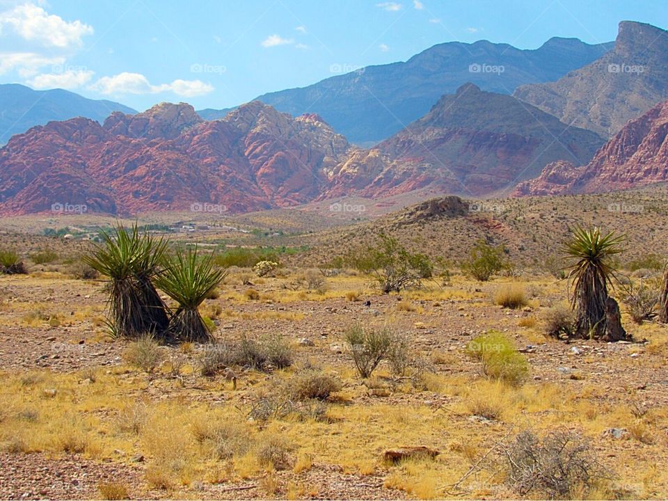 Red rock canyon 