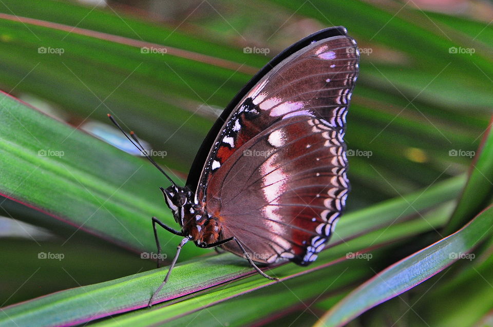 Common Crow Butterfly.