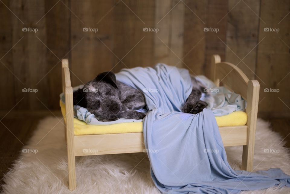 Blue heeler puppy sleeping in his bed