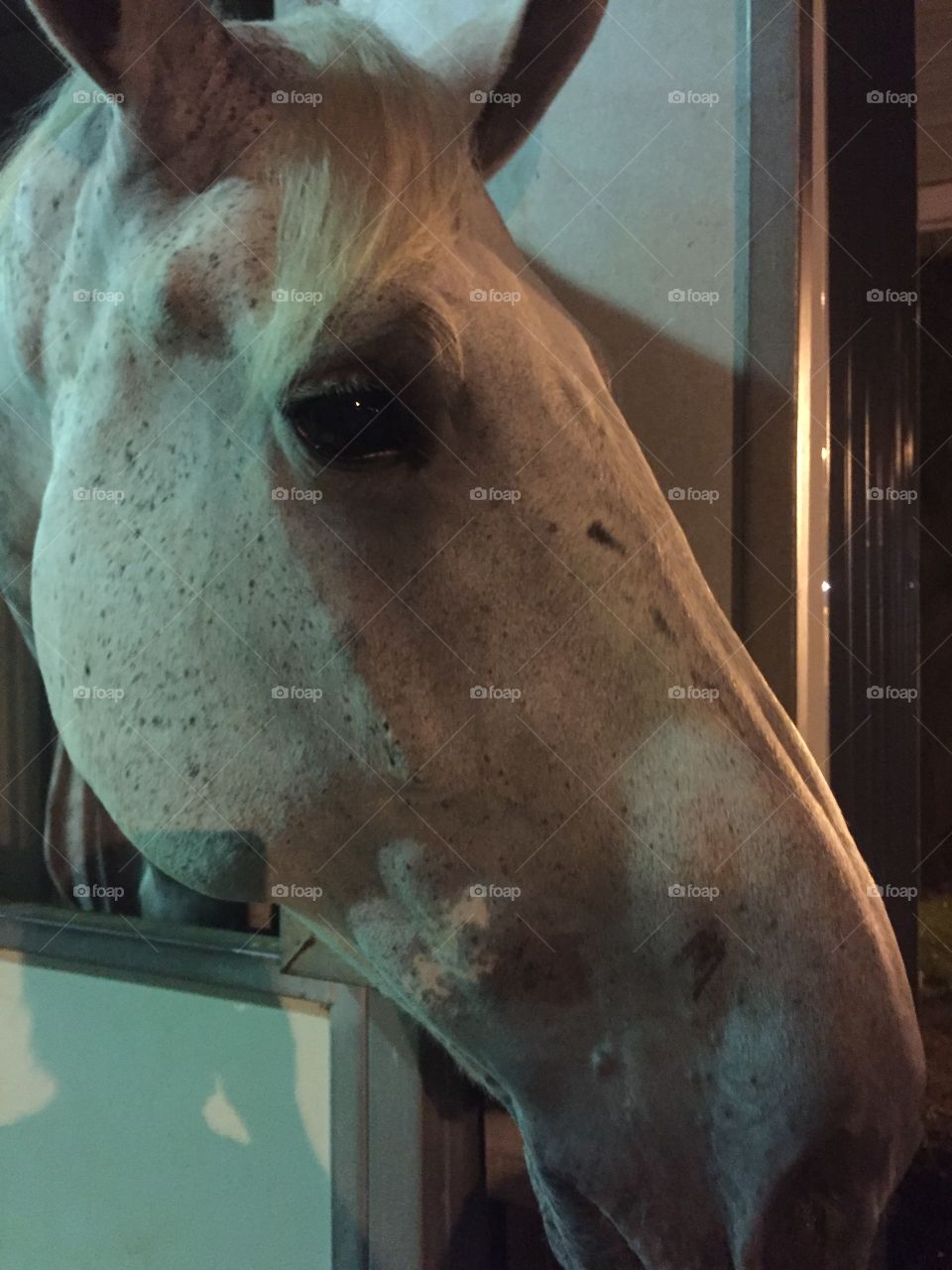I’m a huge but pretty draft horse 