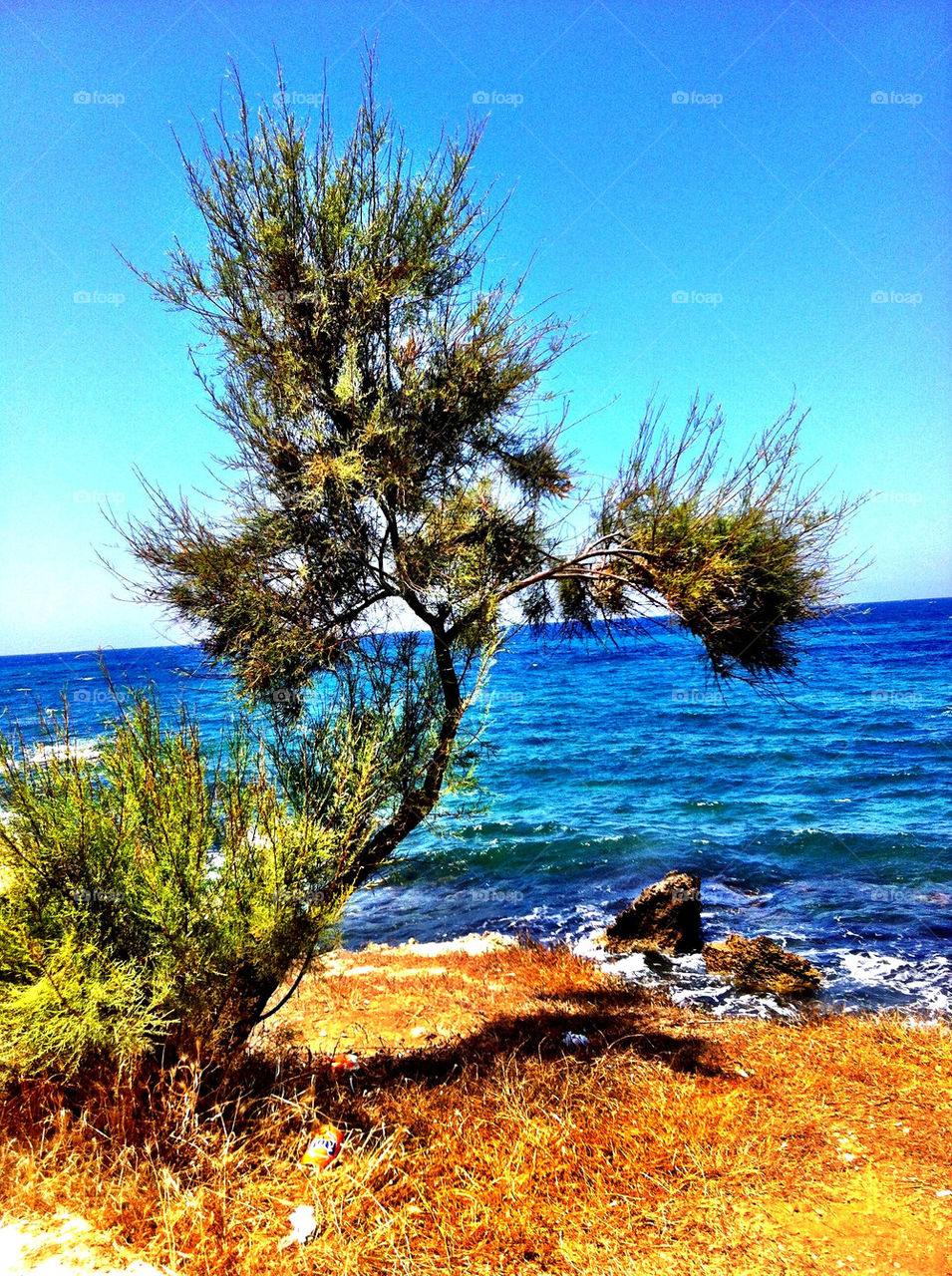 nature summer tree sea by alexis2009x