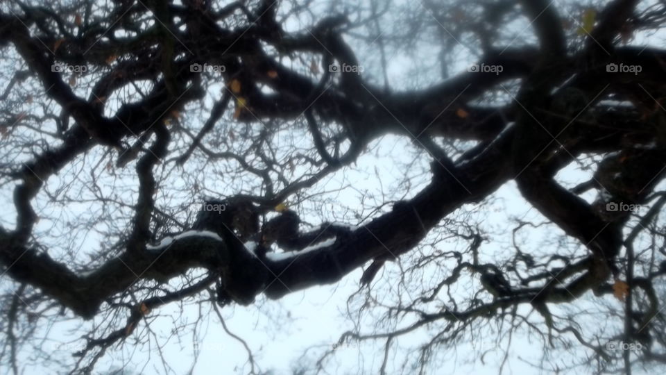 Tree, Wood, Branch, No Person, Nature