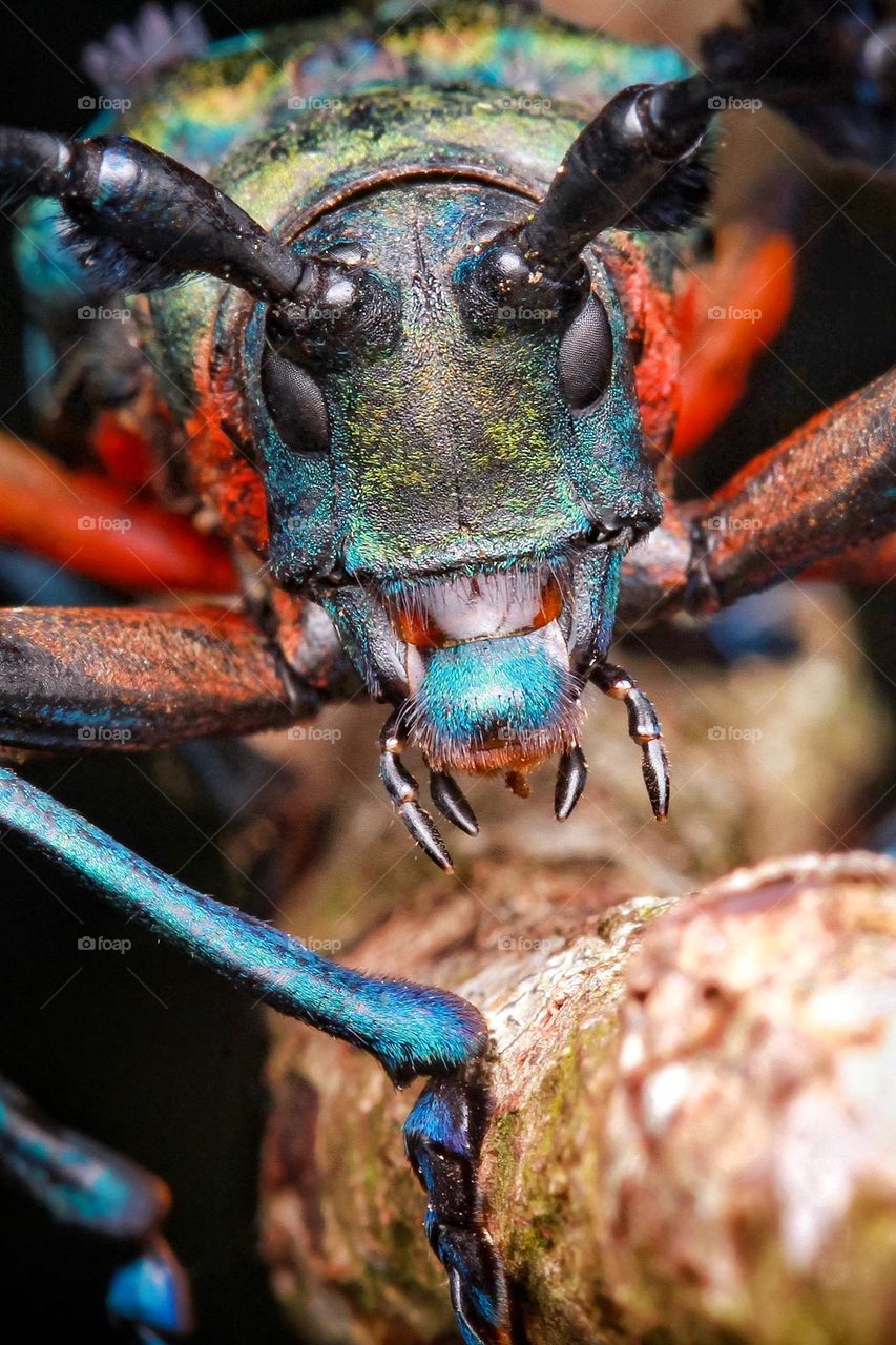 Colorful Long Horned Beetle