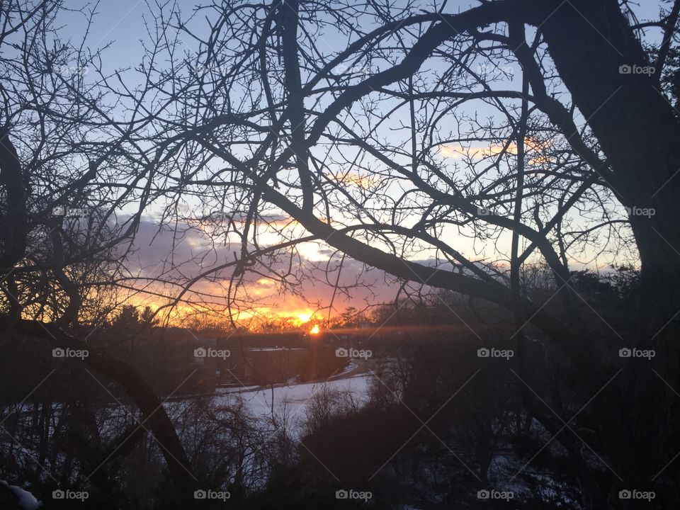 Sunset Through the Trees