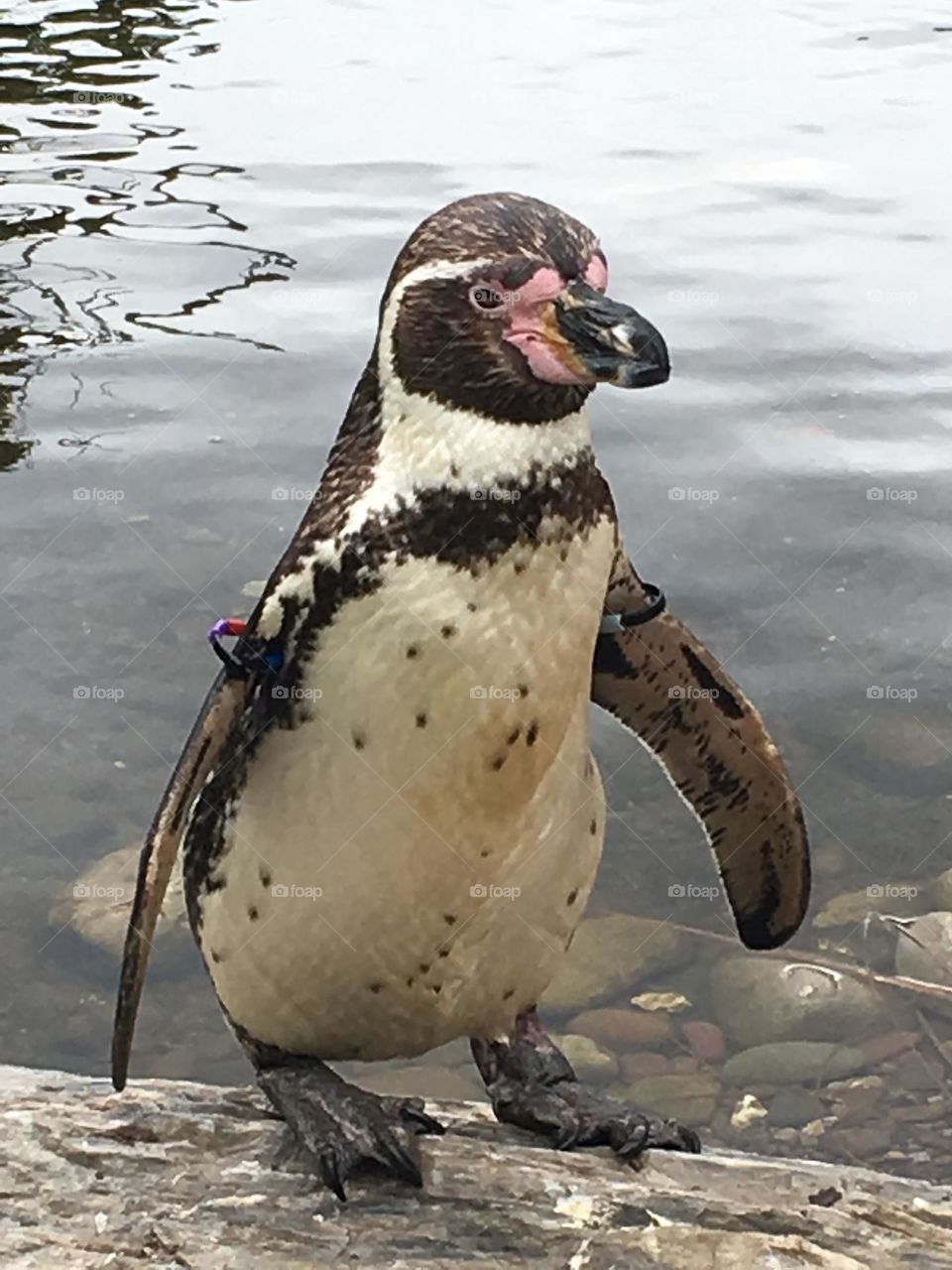 A playful penguin at Fota Wildlife Park in Ireland, striking a pose. Standing tall on a rock near the water's edge, the penguin faces the camera with a curious and confident expression, its wings slightly extended as if to show off.