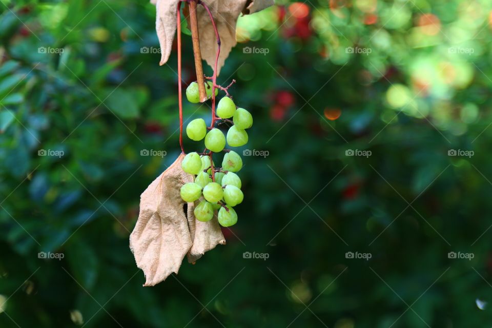 Green grapes in the late summer on the fading branch