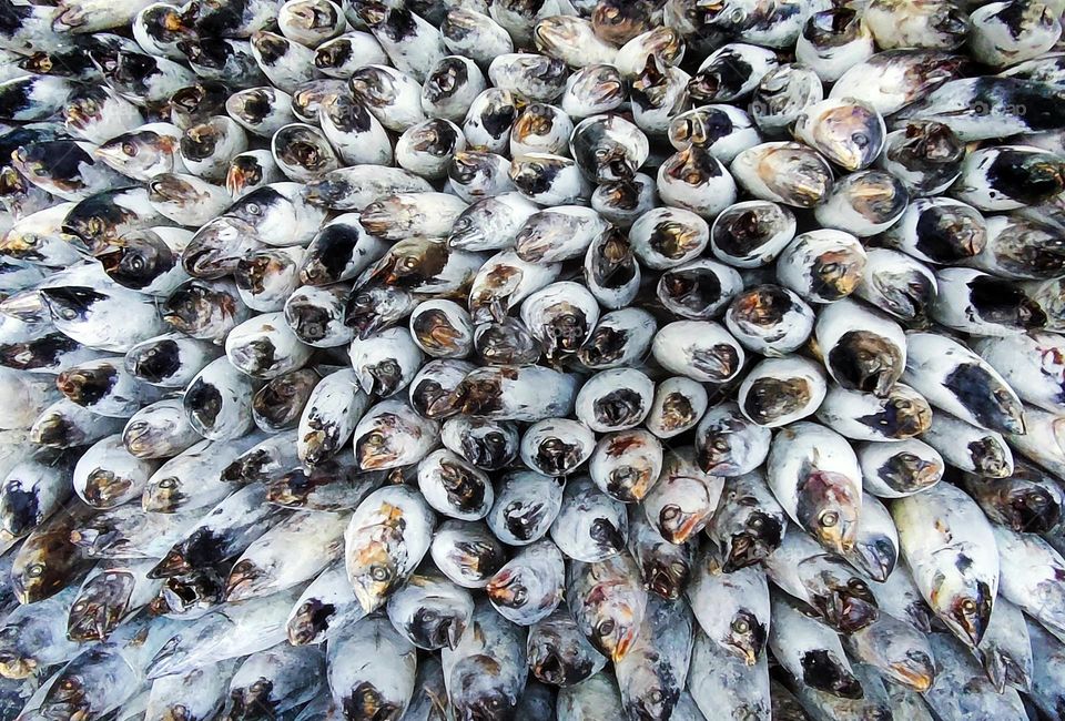 skipjack fish ready for export in containers.