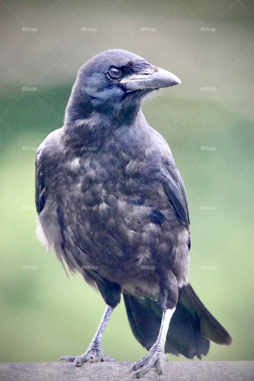 Crow