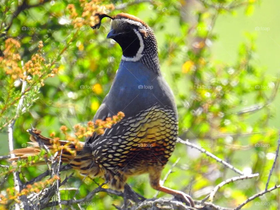 Quail