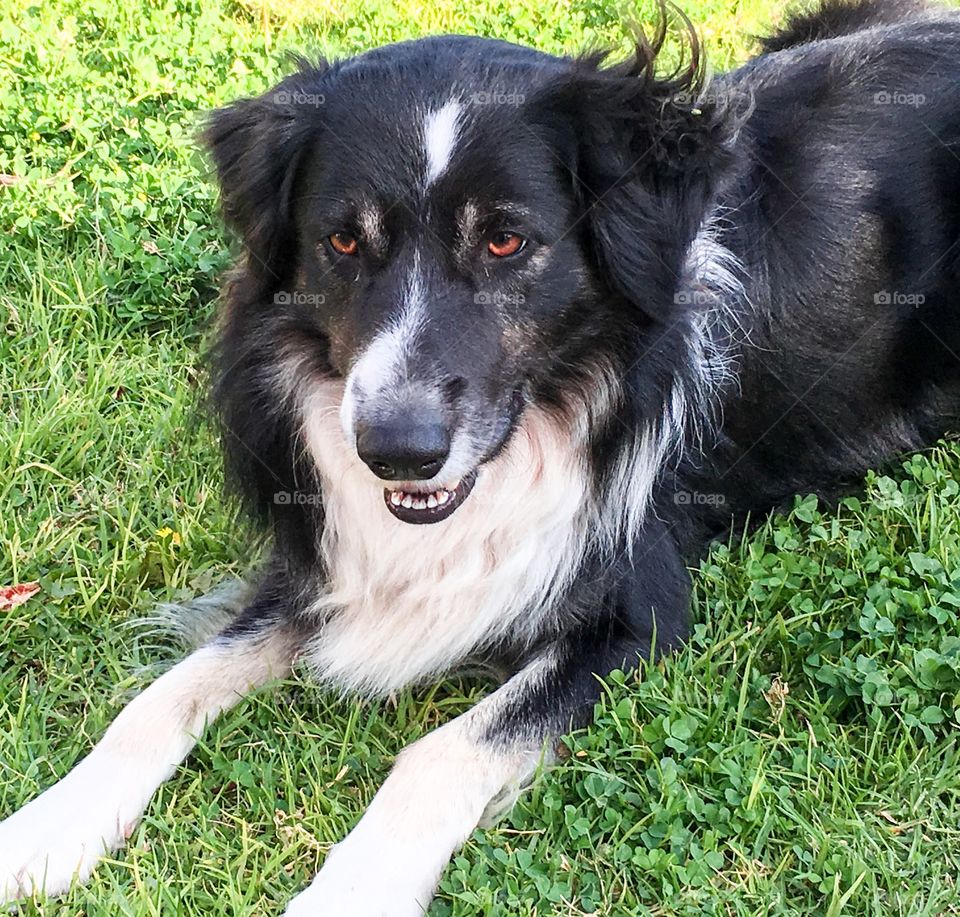 Border collie sheepdog smiling grinning happy 