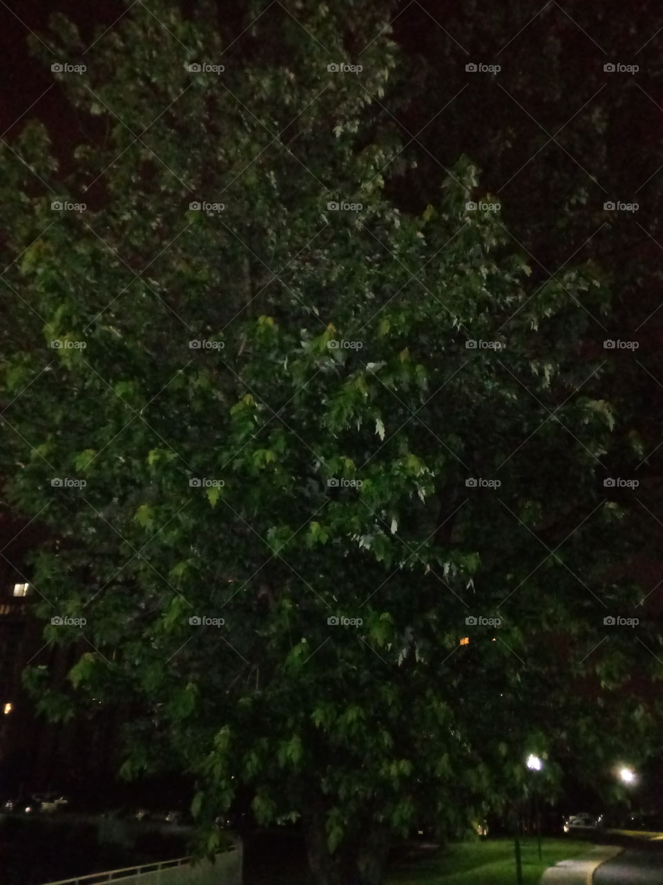 tree at night